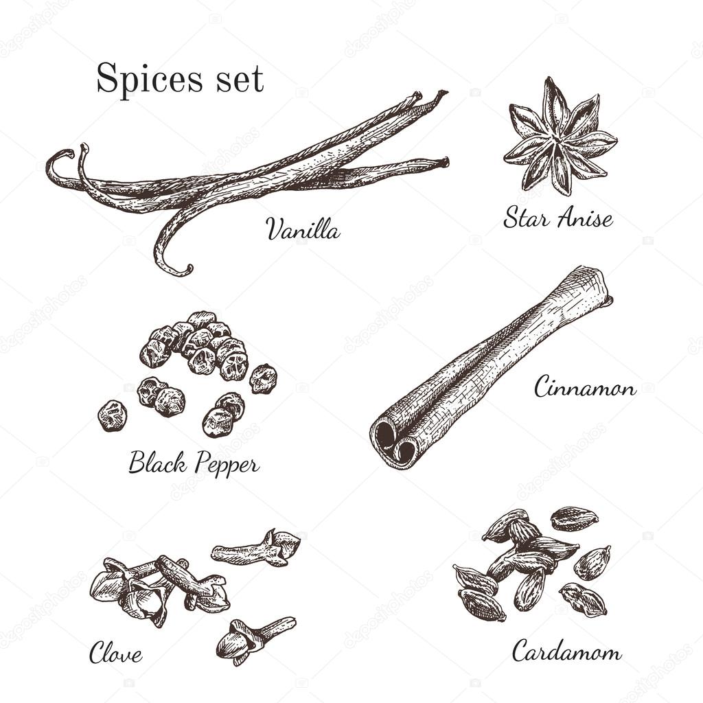 Ink hand drawn spices set