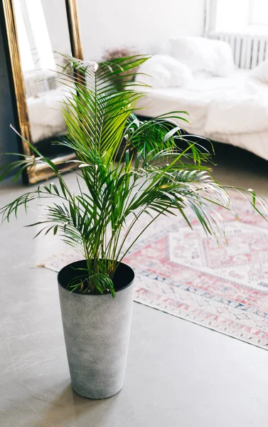 Detalles Interiores Salón Con Plantas Interior Foto Alta Calidad — Foto de Stock