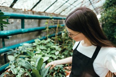 Bahçe merkezinde çalışan önlüklü kadın bahçıvan. Çevreci serada bitki yapraklarına dokunuyor.