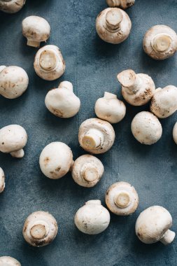 Mavi arka planda taze mantar şampiyonları, üst manzara.