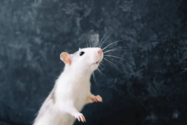 White funny decorative home rat isolated on dark background.
