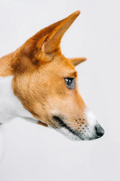 Porträt Des Roten Weißen Basenji Hundes Isoliert Auf Weißem Hintergrund — Stockfoto