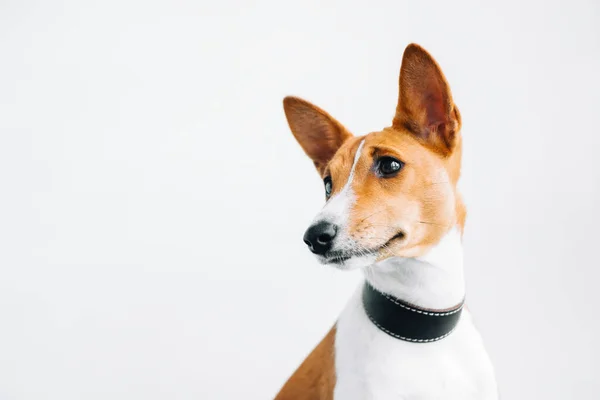 Ritratto Cane Basenji Bianco Rosso Isolato Sfondo Bianco Con Spazio — Foto Stock