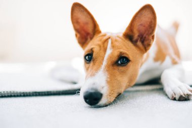 Kırmızı beyaz Basenji köpeğinin portresi yere yatmış ve kameraya bakıyordu..