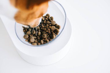 Basenji köpek maması beyaz arka planda izole edilmiş kaseden besleniyor