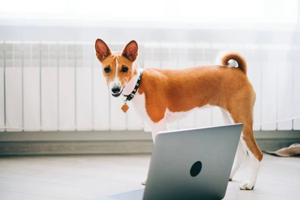 Red White Basenji Dog Standing Laptop Computer Home — Stockfoto