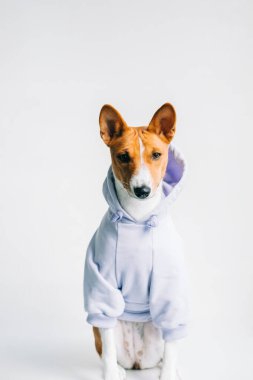 Kapüşonlu ve kameraya bakan komik kırmızı beyaz Basenji köpeğinin portresi.