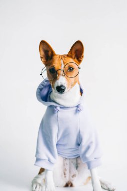 Gözlüklü ve kapüşonlu komik kırmızı beyaz Basenji köpeği portresi.