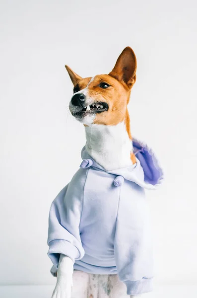 パーカーを着た面白い赤白のベッセンジ犬の肖像画とジョークの優雅さを作る — ストック写真