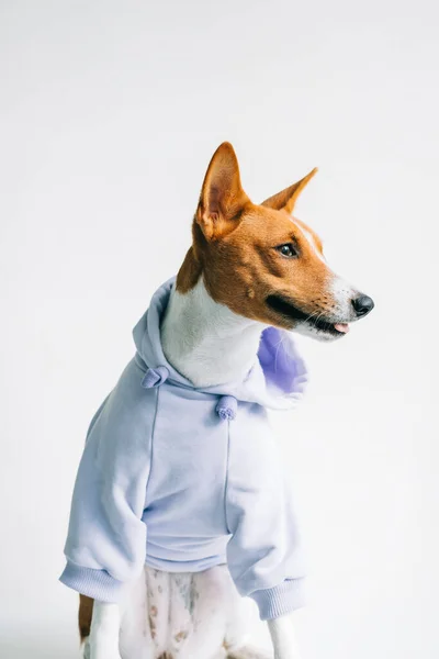 Portrait Funny Red White Basenji Dog Wearing Hoodie — Stock Photo, Image