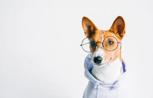 Portret Zabawnego Białego Psa Basenji Okularach Bluzie Kapturem Przestrzenią Kopiowania — Zdjęcie stockowe