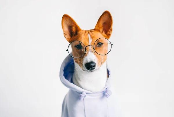 Ritratto Divertente Cane Basenji Bianco Rosso Occhiali Felpa Con Cappuccio — Foto Stock