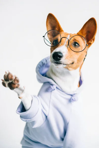 Portrait Funny Red White Basenji Dog Glasses Wearing Hoodie Giving — Stock Photo, Image