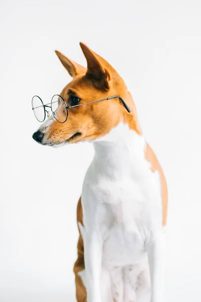 Portret Zabawnego Białego Psa Basenji Okularach Białym Tle — Zdjęcie stockowe
