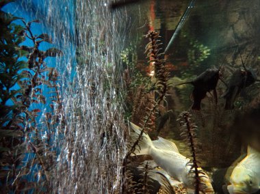 Akvaryumda hava kabarcıkları