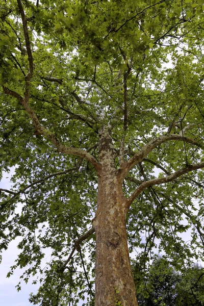 Árvore pitoresca extraordinária — Fotografia de Stock