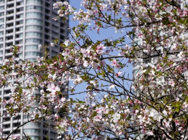 Japonya 'da Sakura çiçeği