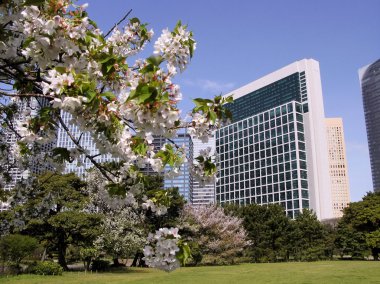 Japonya 'da Sakura çiçeği