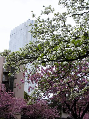 Japonya 'da Sakura çiçeği