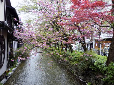 Japonya 'da Sakura çiçeği