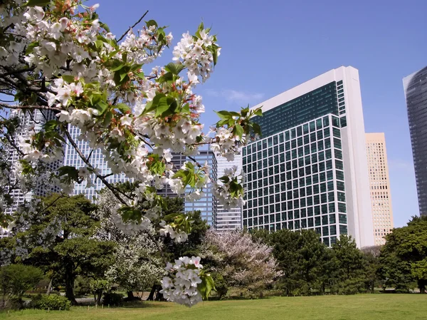 Japonya 'da Sakura çiçeği