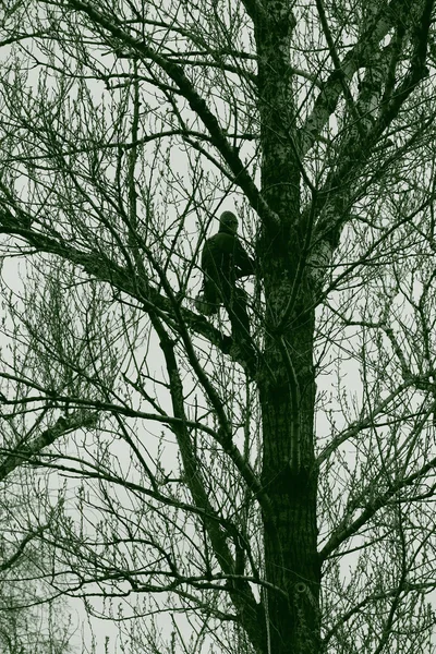 Handyman em uma árvore no parque — Fotografia de Stock