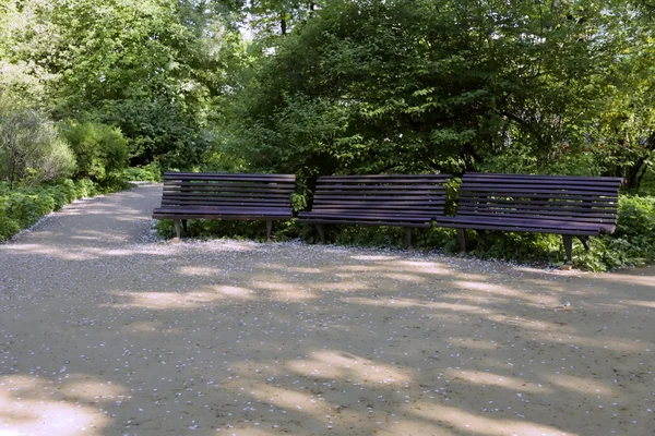 Деревянные скамейки в парке — стоковое фото