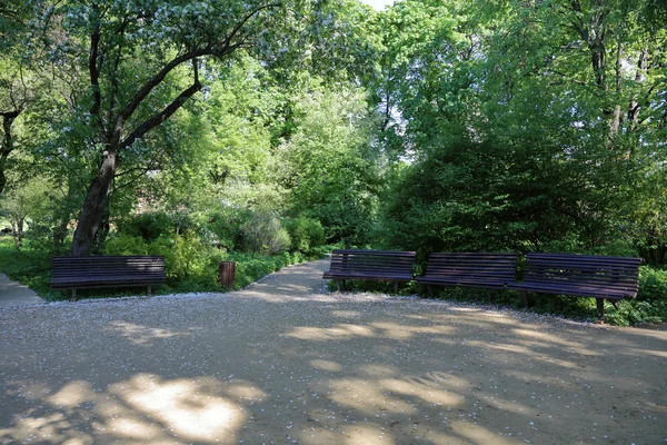 Дерев'яні лавки в парку — стокове фото