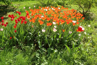 Lale büyümeye nasıl