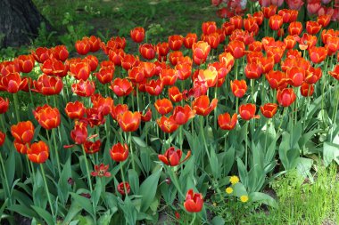 Lale büyümeye nasıl