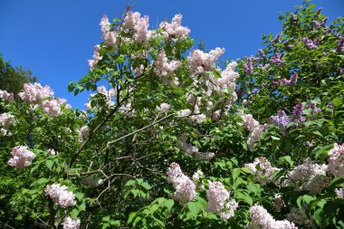 Eflatun çiçekli bahar