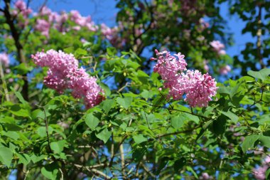 Eflatun çiçekli bahar