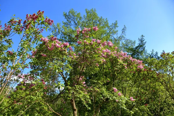 Lente Lila bloei — Stockfoto