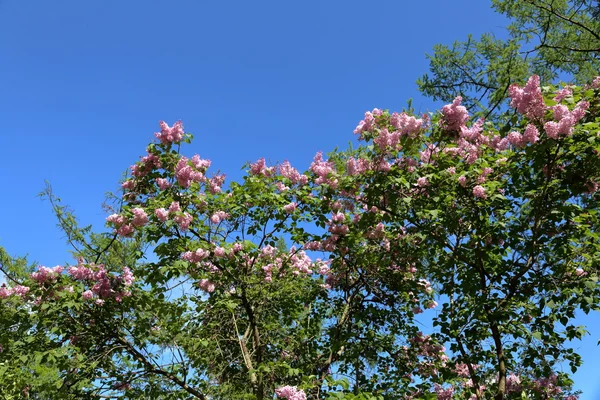 Spring lilac flowering — Stock Photo, Image