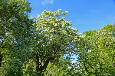 Beyaz Ağaç çiçekli