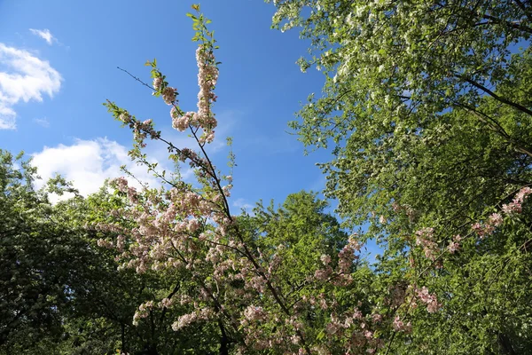White tree flowering — Stock Photo, Image