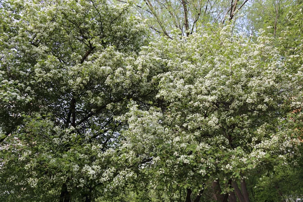 Цветение белого дерева — стоковое фото