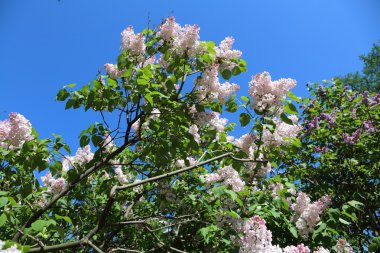 Beyaz Ağaç çiçekli