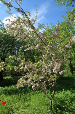 Beyaz Ağaç çiçekli
