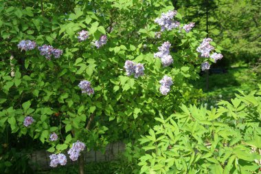 Eflatun çiçekli bahar