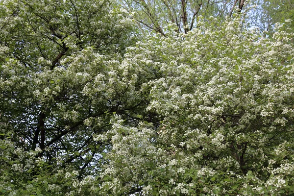 Bloei van de witte boom — Stockfoto