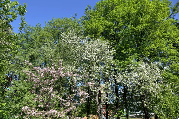 Biały drzewo kwitnienia — Zdjęcie stockowe