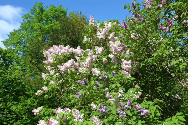 Lente Lila bloei — Stockfoto