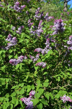 Eflatun çiçekli bahar