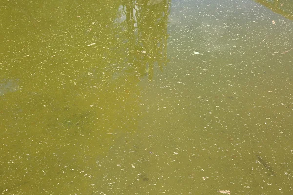 La superficie del agua fangosa — Foto de Stock