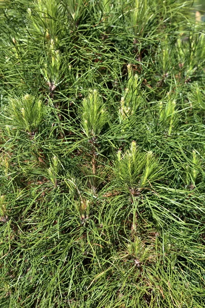 Pine tree texture — Stock Photo, Image