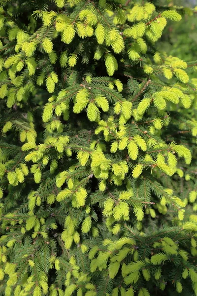 Struttura dell'albero di pino — Foto Stock