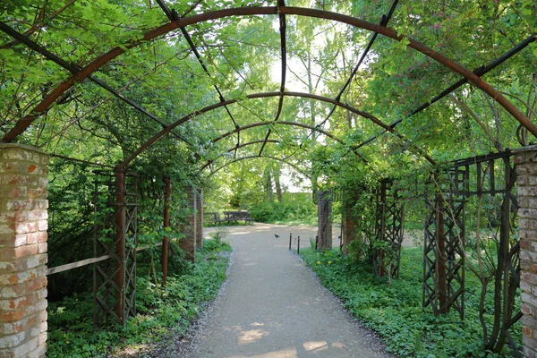 Arch of wild grapes — Stock Photo, Image