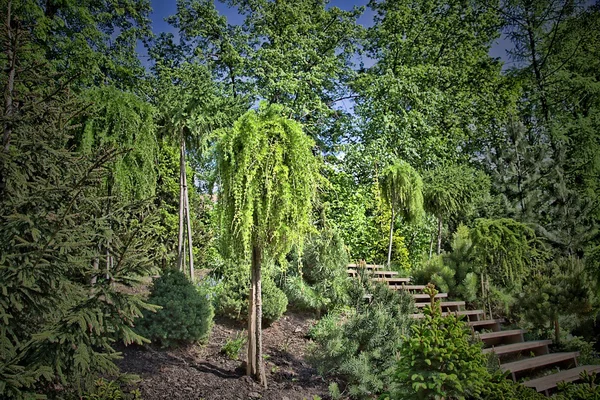 Arbre insolite dans le parc — Photo