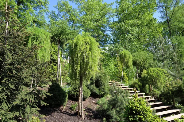 Árbol inusual en el parque —  Fotos de Stock